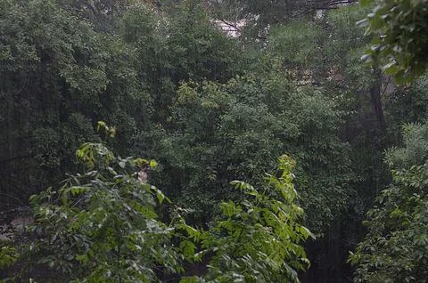 Natural background of heavy  rain falling on crowns of green trees Stock Photos