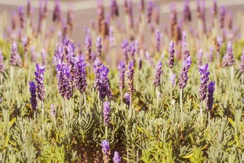 Natural background with lavender fields Stock Photos