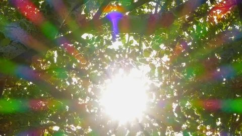 Natural background Leaves through which the sun's rays fall Stock-Footage 78972864