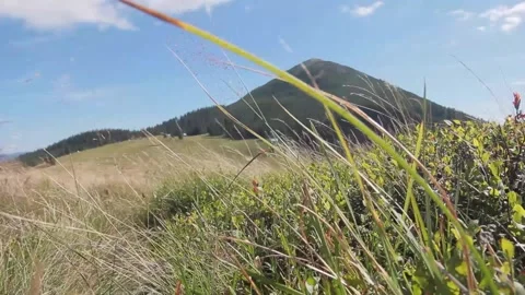 Natural background with light blue sky, green grass Stock Footage 177051573