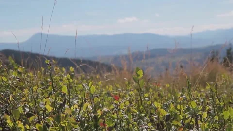 Natural background with light blue sky Stock Footage 177052186