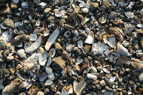 Natural background with lots of seashells Stock Photos