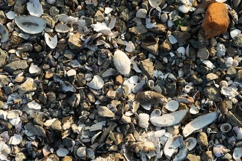 Natural background with lots of seashells Stock Photos