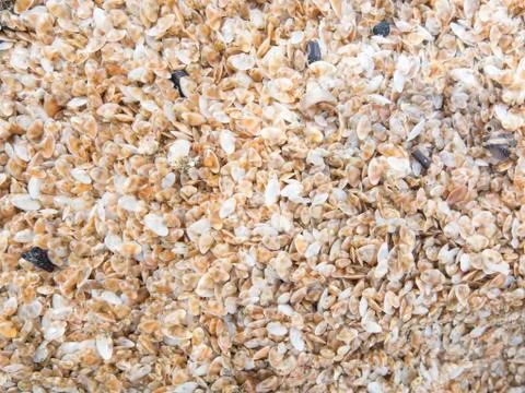 Natural background lots of small shells  on the sand Stock Photos