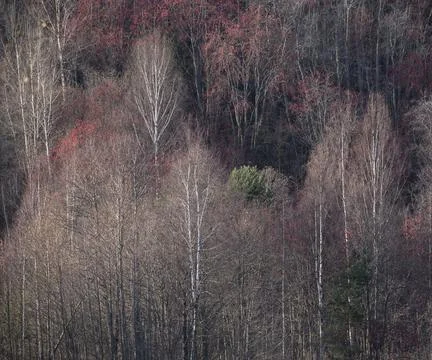 Natural background made of forest trees in autumn in the style of impressioni Foto stock