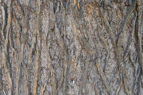 Natural background made of tree bark Stock Photos