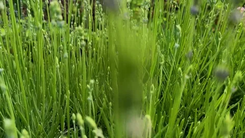 Natural background of many green wild lavender stems Stock Footage 340173225