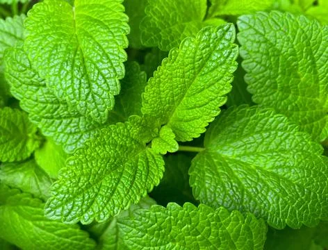 Natural background from mint branches.  Closeup of mint texture. Stock Photos