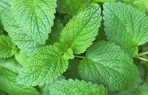Natural background from mint branches.  Closeup of mint texture. Stock Photos