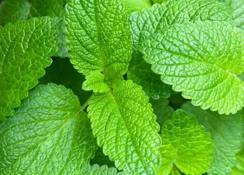 Natural background from mint branches.  Closeup of mint texture. Stock Photos