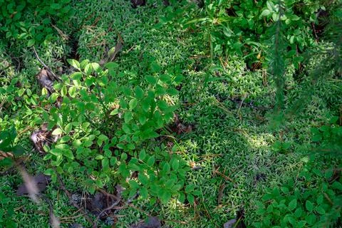 Natural background of moss, forest grass and dry leaves. Stock Photos