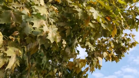 Natural background of moving tree leaves Video stock 125764595