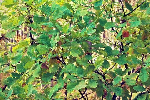 Natural background of oak leaf Stock Photos