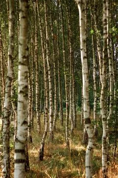 Natural background Old birch tree bark embossed texture with patterns Stock Photos