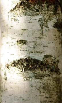 Natural background Old birch tree bark embossed texture with patterns Stock Photos