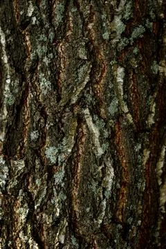 Natural background Old birch tree bark embossed texture with patterns Stock Photos