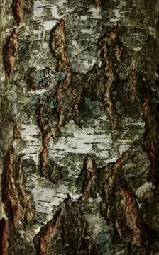 Natural background Old birch tree bark embossed texture with patterns Stock Photos