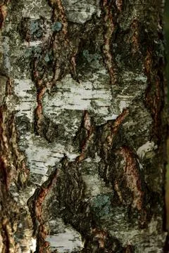 Natural background Old birch tree bark embossed texture with patterns Stock Photos