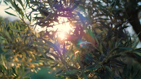 Natural background of Olive tree and leaves during sunset. Stock Footage 157409146
