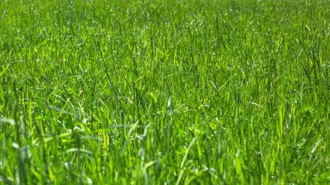 Natural background or the texture of the grass Stock Photos