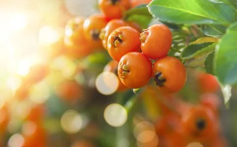 Natural background with orange berries, selective focus. Pyracantha berries,  Stock Photos
