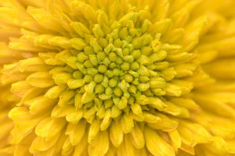 Natural background of petals patterns of yellow color flower in full frame. Stock Photos