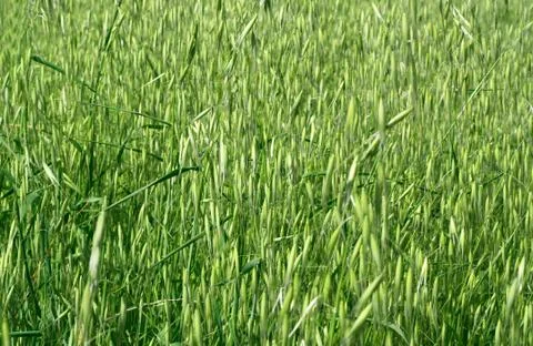 Natural background Stock Photos