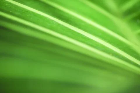 Natural background Stock Photos