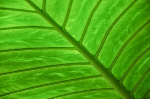 Natural background Stock Photos