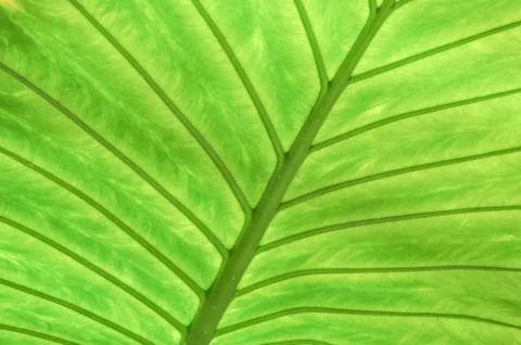 Natural background Stock Photos