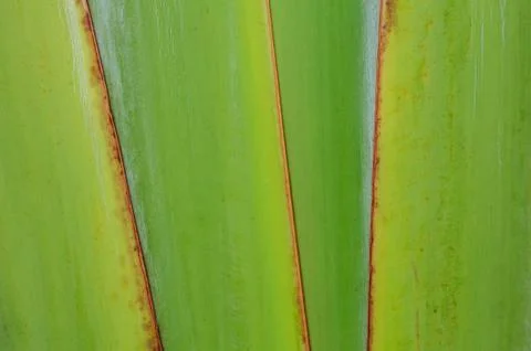 Natural background Stock Photos