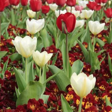 Natural background Stock Photos