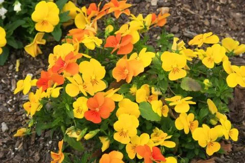 Natural background Stock Photos