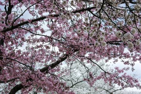 Natural background Stock Photos