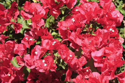 Natural background Foto stock