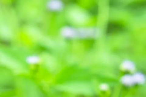 Natural background Stock Photos
