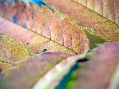 Natural background Stock Photos