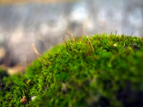 Natural background Stock Photos