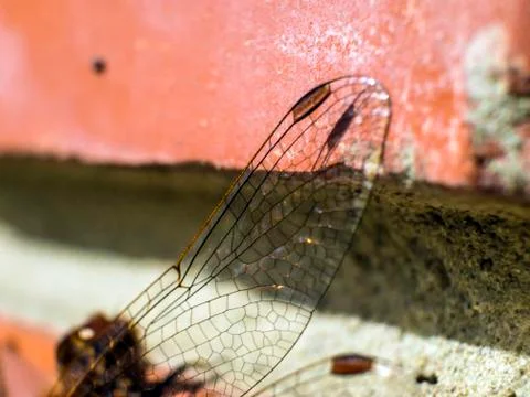 Natural background Stock Photos