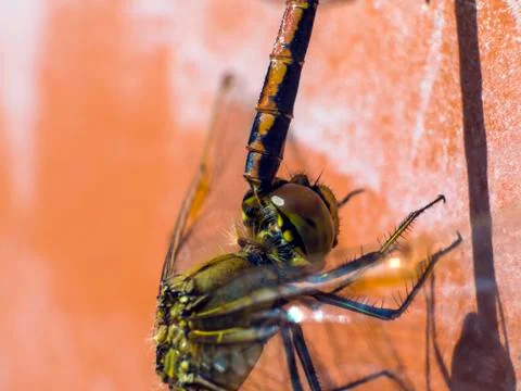 Natural background Foto stock