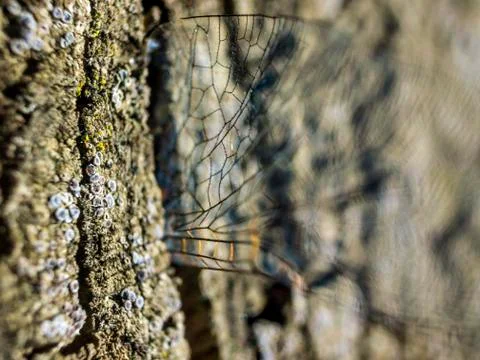 Natural background Stock Photos