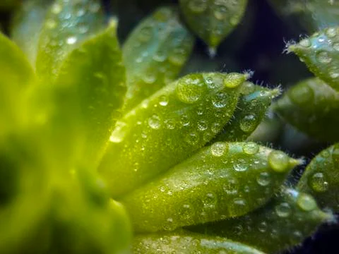 Natural background Stock Photos