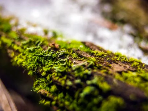 Natural background Stock Photos