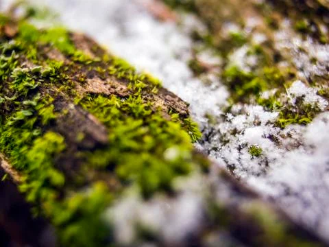 Natural background Stock Photos