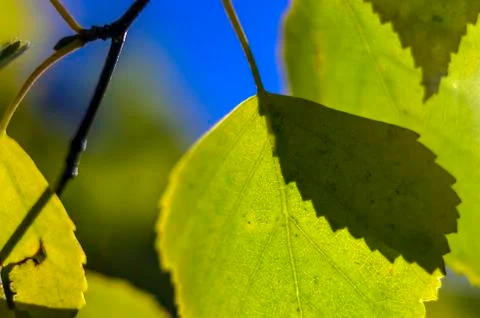 Natural background Stock Photos
