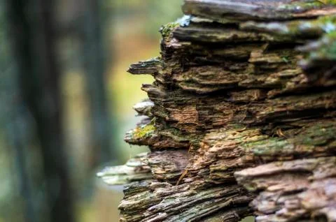 Natural background Stock Photos