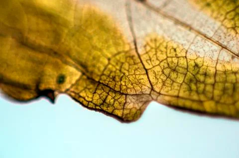 Natural background Foto stock