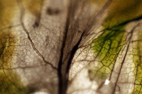 Natural background Stock Photos