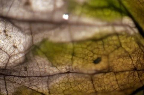 Natural background Stock Photos