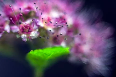 Natural background Stock Photos